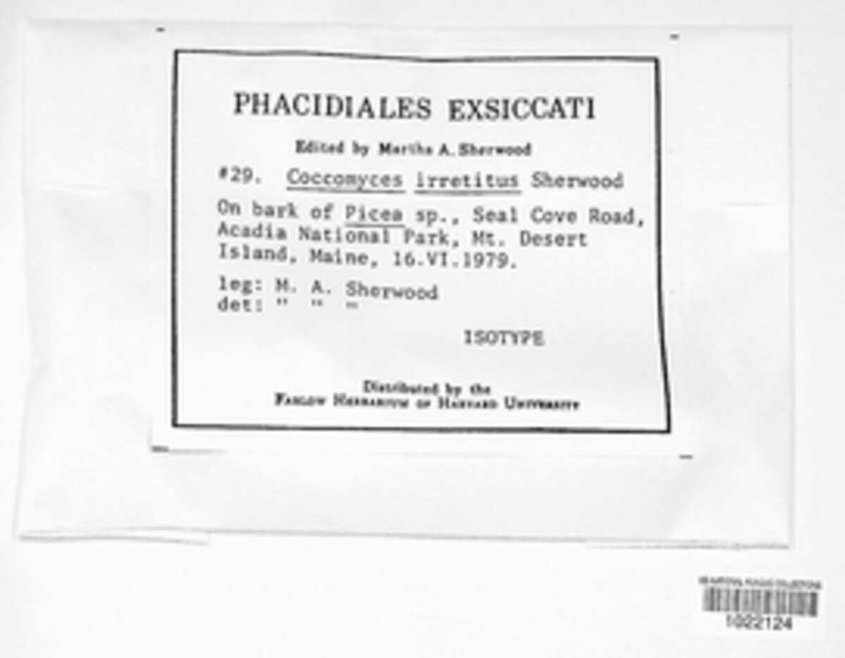 Coccomyces irretitus image